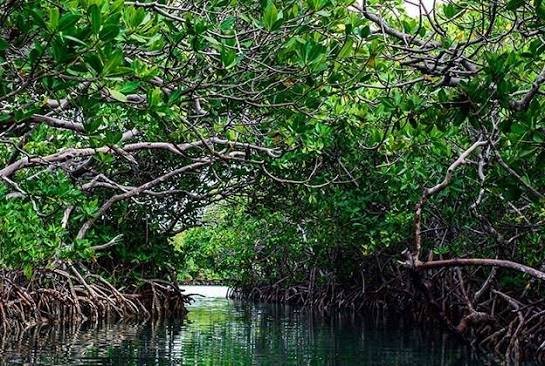Manglares de Tuxpan