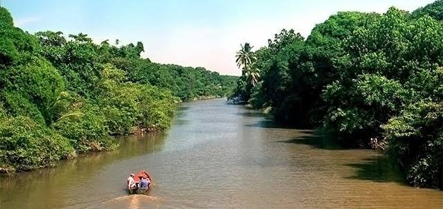 logo_manglares